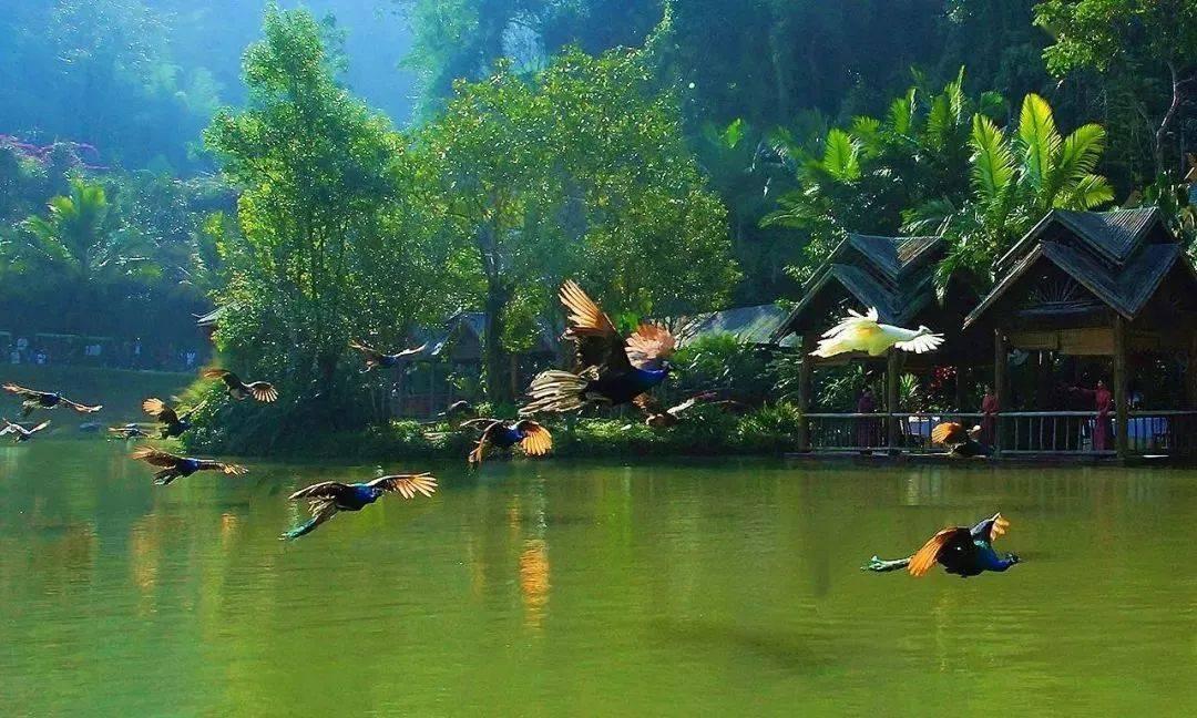 虫虫助手下载